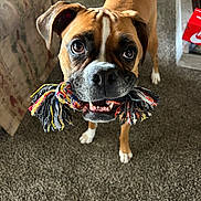 Nova Grace joined the competition — help win amazing prizes! dog, pet, rope_toy, carpet, couch, living_room, brown_dog, white_paw, indoor, playful, animal, canine, toy, looking_up, close_up, floor, household, nostrils, ears, teeth