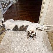 Cleo joined the competition — help win amazing prizes! cat, feline, pet, indoor, stretching, upside_down, curious_eyes, beige_rug, wooden_floor, hallway, baby_gate, domestic_animal, whiskers, ears, tail, relaxed, floor_mat, tabby_pattern, white_fur, brown_fur