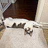 cat, feline, pet, indoor, stretching, upside_down, curious_eyes, beige_rug, wooden_floor, hallway, baby_gate, domestic_animal, whiskers, ears, tail, relaxed, floor_mat, tabby_pattern, white_fur, brown_fur