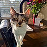 Cleo is registered to the contest to win money with this photo: cat, indoor, sunlight, table, flowers, vase, chair, window, blinds, whiskers, curious, pet, feline, closeup, domestic, home, brown, white, decor, animal