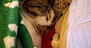 Cleo joined the competition — help win amazing prizes! animal, bed, blanket, cat, closeup, comfort, cozy, fur, green, indoor, pet, rest, sleeping, soft, striped, texture, tongue_out, warm, white, yellow