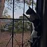 Cleo joined the competition — help win amazing prizes! cat, door, screen, metal, window, outdoor, tree, leaves, pet, climbing, curious, animal, feline, home, daylight, nature, background, vertical, side_view, domestic