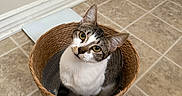 Cleo is registered to the contest to win money with this photo: cat, basket, tile_floor, indoor, curious, pet, animal, whiskers, ears, feline, looking_up, domestic, cozy, floor, household, cute, sitting, brown, white, striped