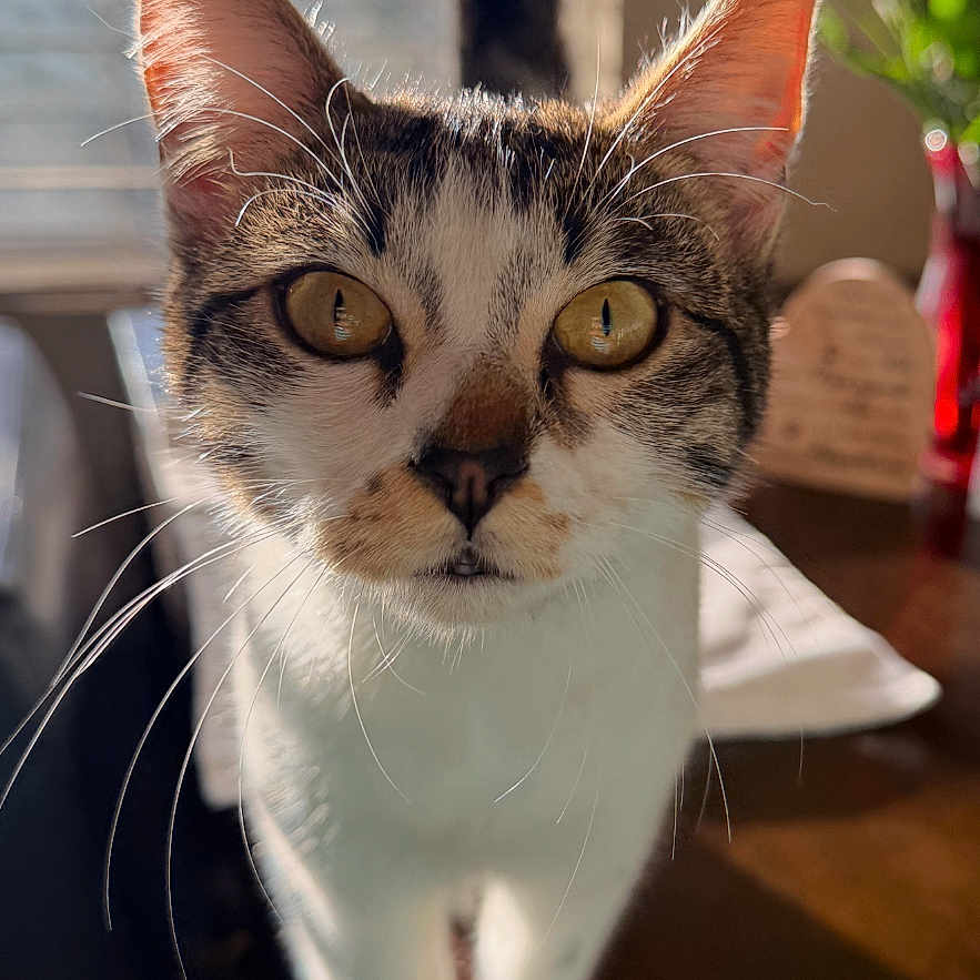 Cleo joined the competition — help win amazing prizes! cat, tabby, amber_eyes, whiskers, tail, table, wooden_table, window_blinds, sunlight, indoor, flower_bouquet, colorful_flowers, chair, curious, pet, domestic_animal, close_up, portrait, feline, bright_light