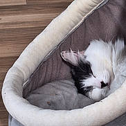 Arya joined the competition — help win amazing prizes! animal, black_and_white, cat, closed_eyes, comfortable, cozy, cute, domestic_cat, ears, floor, fluffy, fur, indoor, pet_bed, quiet, relaxation, resting, sleeping, soft, wooden_floor