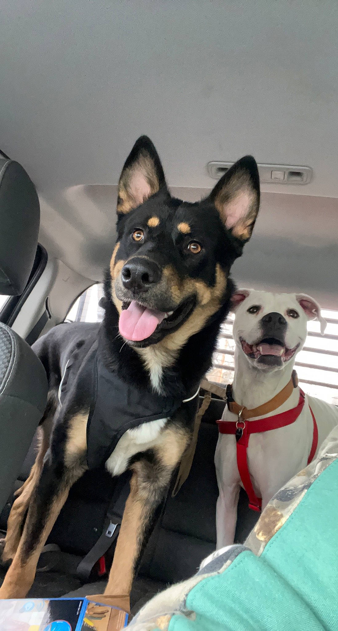 Bubby is registered to the contest to win money with this photo: canidae, carnivore, collar, comfort, companion_dog, dog, dog_breed, dog_collar, dog_supply, fawn, fur, head_restraint, leash, non_sporting_group, pet_supply, snout, sporting_group, window, working_animal, working_dog