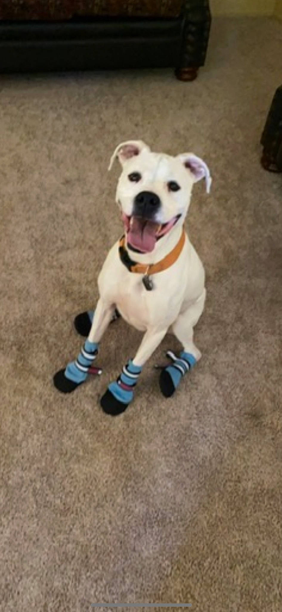 Elsa is registered to the contest to win money with this photo: carnivore, collar, companion_dog, dog, dog_breed, dog_clothes, dog_collar, dog_supply, dog_toy, fashion_accessory, fawn, leash, paw, pet_supply, sporting_group, tail, terrier, toy, toy_dog, working_animal