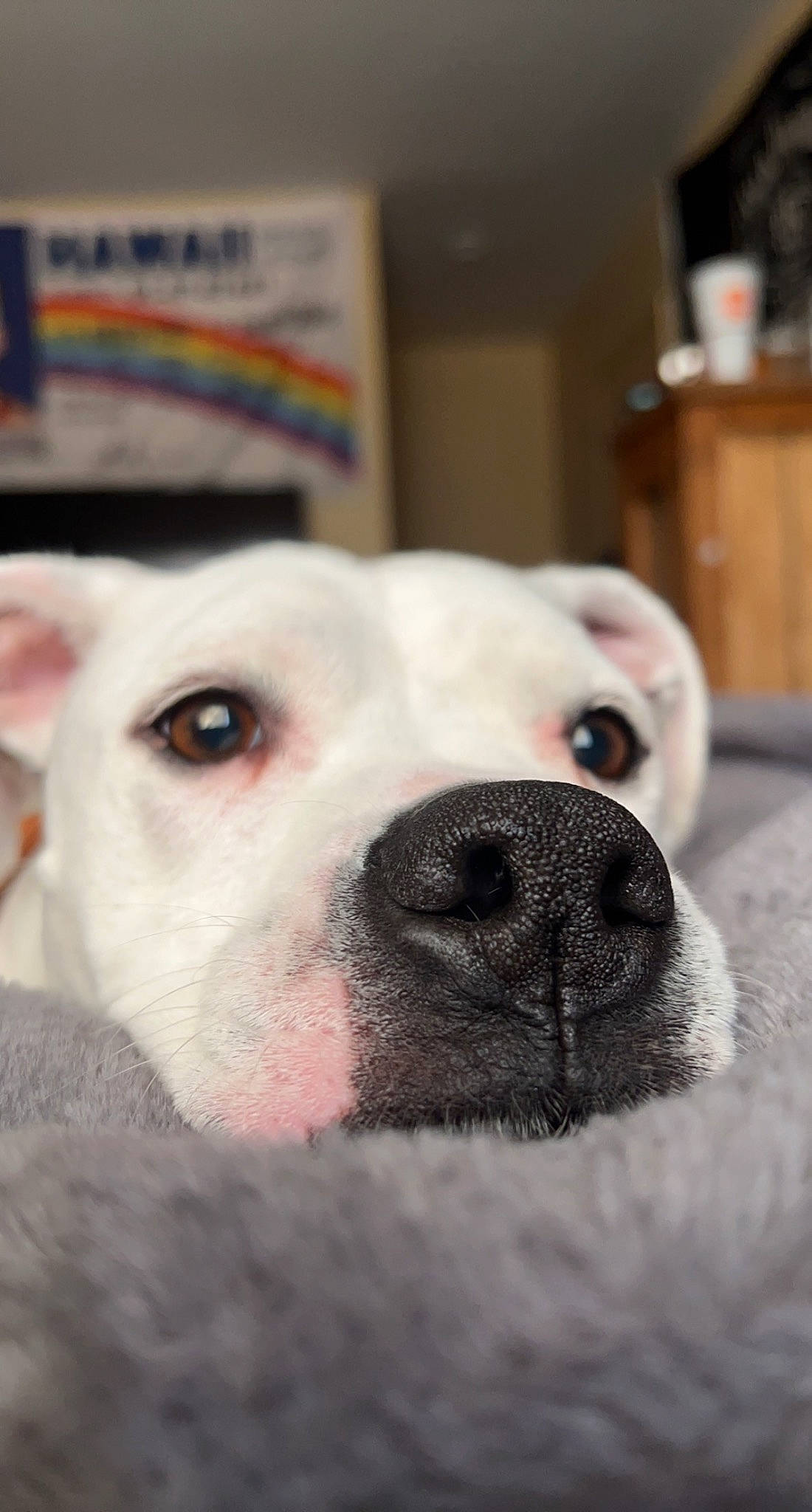 Elsa joined the competition — help win amazing prizes! canidae, carnivore, collar, comfort, companion_dog, dog, dog_breed, dogo_argentino, ear, eye, fawn, fur, guard_dog, jaw, monochrome_photography, non_sporting_group, snout, sporting_group, whiskers, working_animal