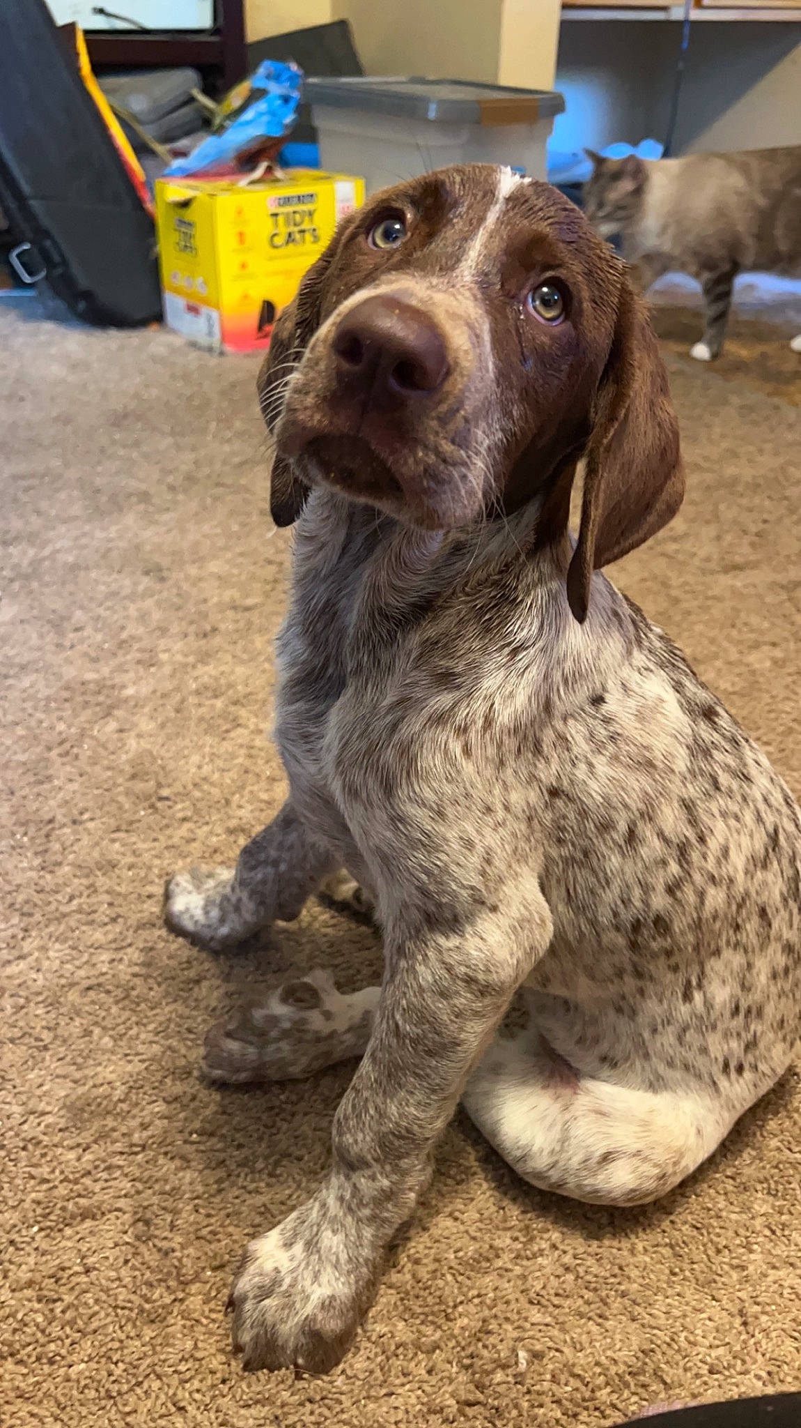 Lily is registered to the contest to win money with this photo: braque_francais, canidae, carnivore, companion_dog, dog, dog_breed, fur, gun_dog, hunting_dog, liver, metal, snout, soil, sporting_group, working_animal