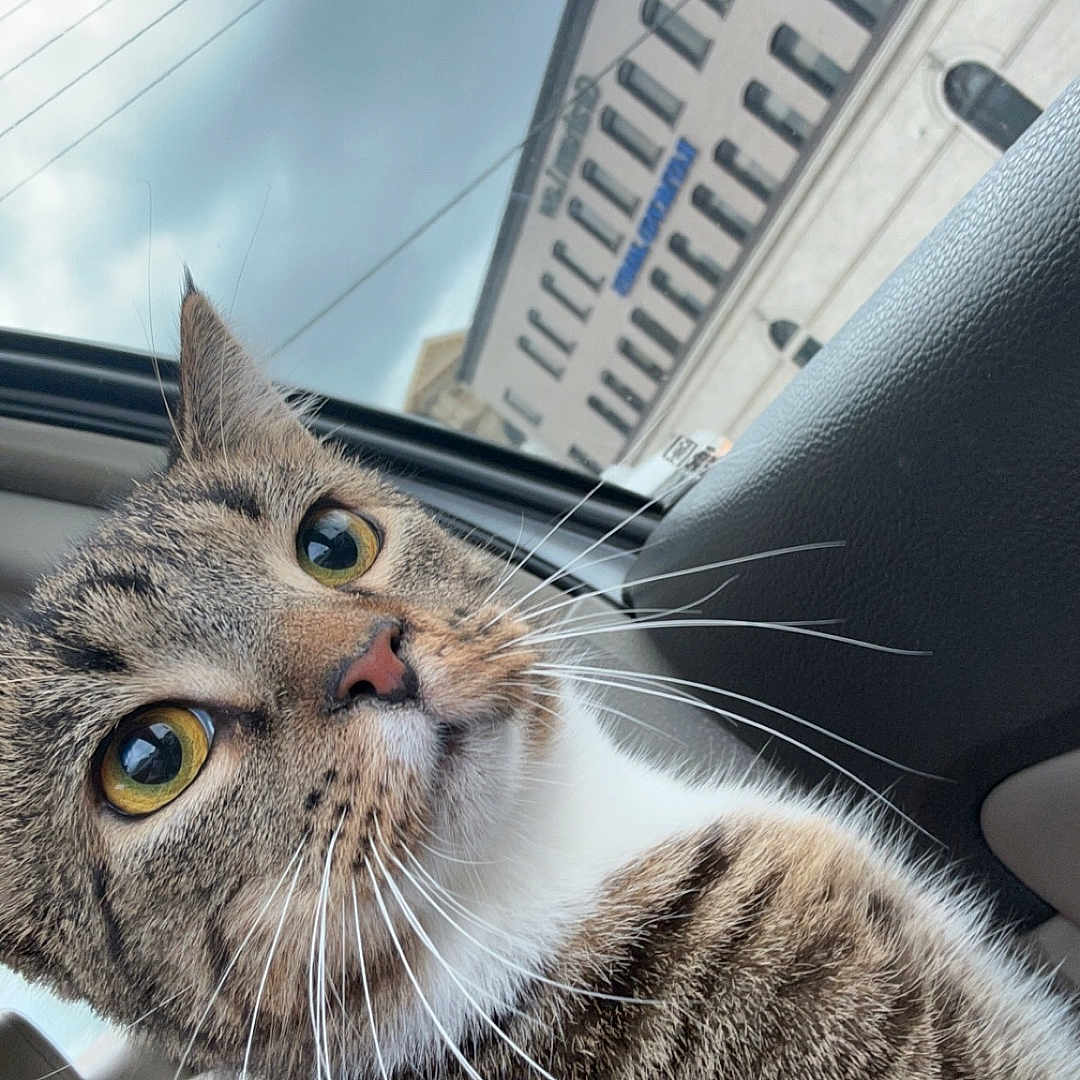 Kel joined the competition — help win amazing prizes! abyssinian, animal, architecture, building, cat, city, face, head, highrise, kitten, manx, metropolis, officebuilding, person, pet, photography, portrait, road, street, urban