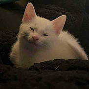 Minnie is registered to the contest to win money with this photo: cat, kitten, white_cat, sleepy, cozy, blanket, pet, feline, indoor, cute, fur, animal, resting, small, mammal, whiskers, pink_nose, ears, closeup, comfort