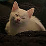 cat, kitten, white_cat, sleepy, cozy, blanket, pet, feline, indoor, cute, fur, animal, resting, small, mammal, whiskers, pink_nose, ears, closeup, comfort