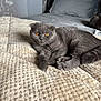 cat, scottish_fold, gray_cat, amber_eyes, pet, bed, blanket, cozy, indoor, feline, resting, soft_texture, fur, cute, animal, relaxed, home, comfort, sleepy, domestic