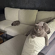 Luna joined the competition — help win amazing prizes! cat, gray_cat, sofa, couch, furniture, indoor, pet, animal, relaxing, curious, sleeping, armrest, cream_color, cozy, domestic, two_cats, wall, home, resting, cute