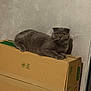cat, gray_cat, scottish_fold, pet, feline, indoor, cardboard_box, lounging, amber_eyes, fur, whiskers, domestic, animal, relaxed, resting, wall, box, cute, mammal, portrait