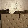cat, gray_cat, feline, pet, headboard, tufted_furniture, bedroom, wall_texture, relaxing, indoor, two_cats, animal, mammal, paw, resting, lying_down, domestic_cat, cozy, cute, companions