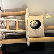 Queen is registered to the contest to win money with this photo: armrest, beige, chair, comfort, couch, hardwood, home_accessories, linens, metal, outdoor_furniture, product, rectangle, room, wood