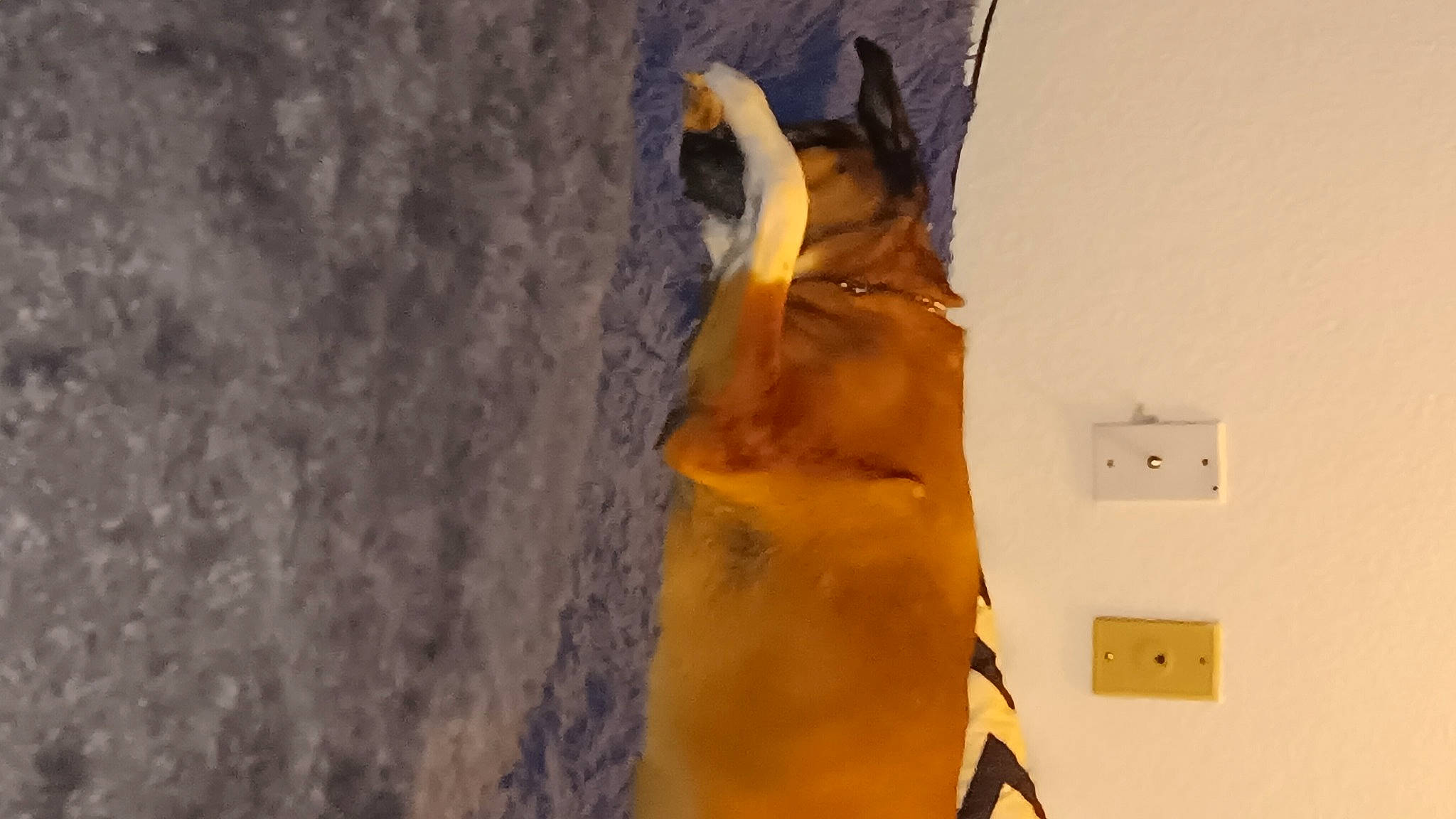 Ringo is registered to the contest to win money with this photo: abdomen, art, barechested, chest, dress, fawn, fur, human_leg, rock, sport_climbing, swimwear, thigh, trunk, visual_arts, waist, wood