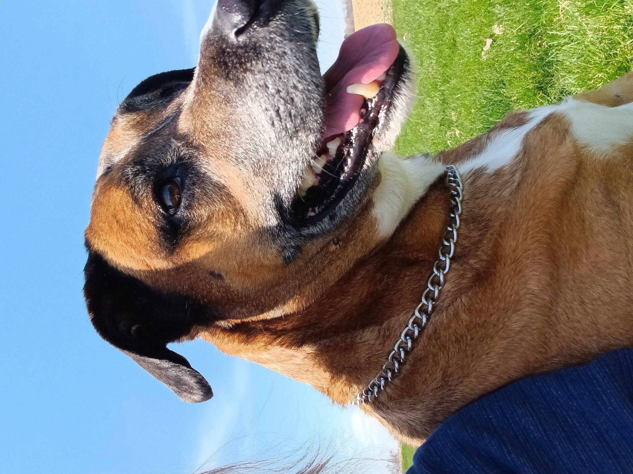 Ringo joined the competition — help win amazing prizes! canidae, carnivore, collar, companion_dog, dog, dog_breed, dog_collar, fawn, foot, fur, guard_dog, leash, liver, pack_animal, pet_supply, snout, sporting_group, terrestrial_animal, whiskers, working_animal