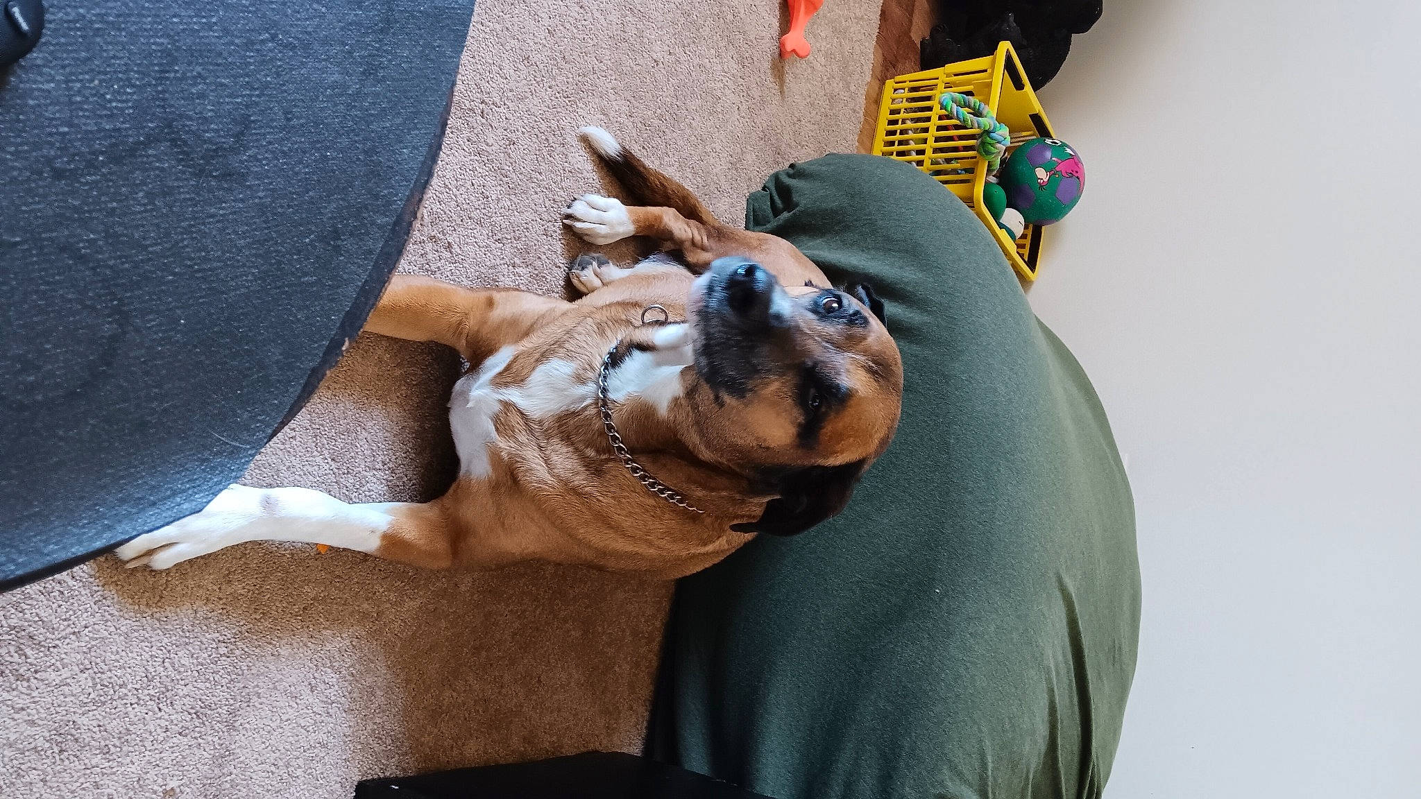 Ringo joined the competition — help win amazing prizes! ancient_dog_breeds, canidae, carnivore, comfort, companion_dog, dog, dog_breed, fawn, fur, guard_dog, nap, non_sporting_group, sitting, snout, sporting_group, toy, toy_dog, whiskers, working_animal