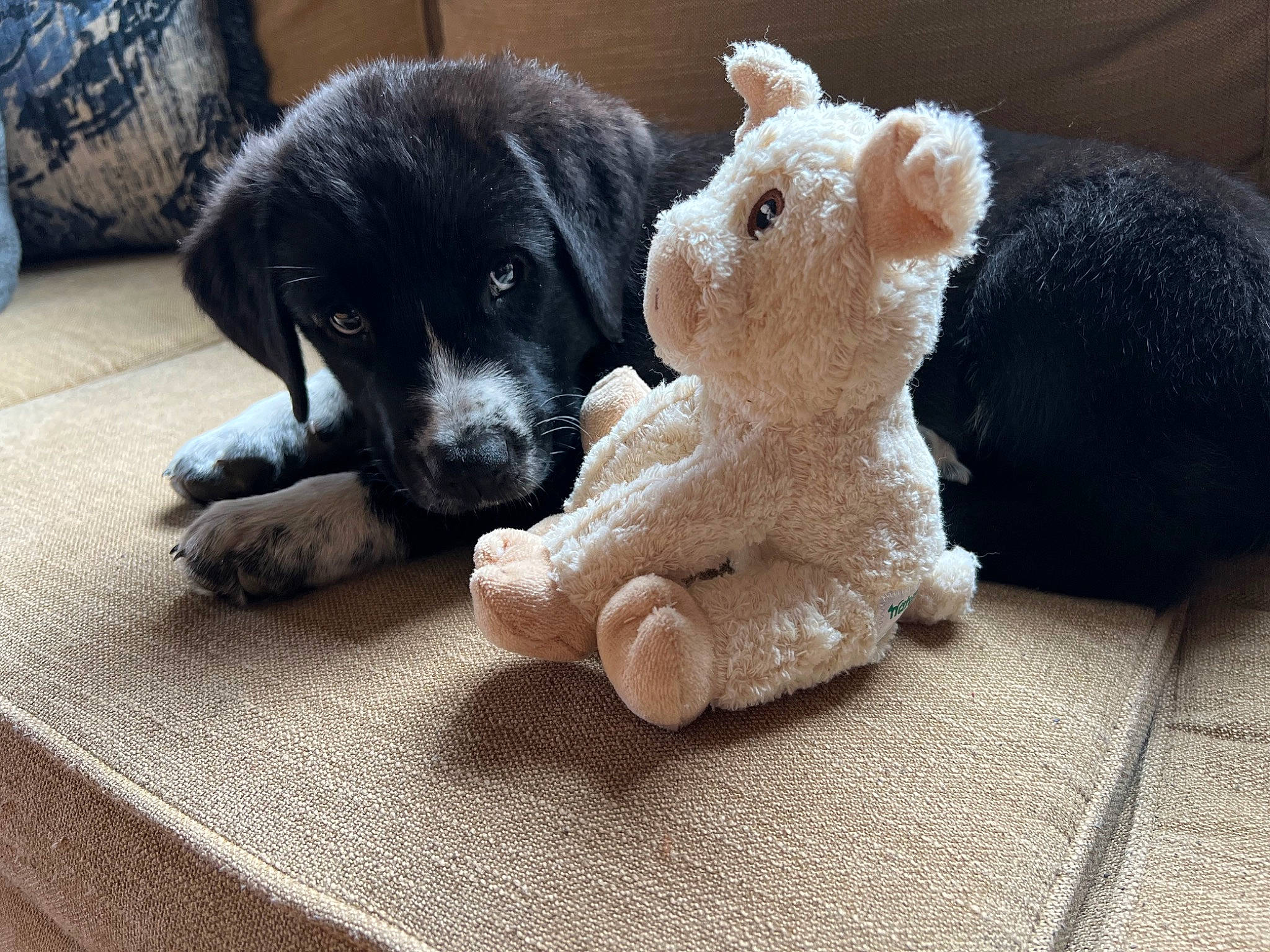 Mika is registered to the contest to win money with this photo: art, canidae, carnivore, companion_dog, dog, dog_breed, dog_toy, fawn, fur, paw, plush, snout, sporting_group, stuffed_toy, teddy_bear, terrestrial_animal, toy, wood, wool, working_animal