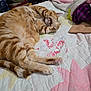 cat, orange_tabby, sleeping, paw, bed, quilt, blanket, indoor, cozy, feline, resting, fur, pet, cute, relaxed, napping, striped, pink, fluffy, household
