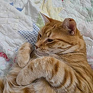Blueberry is registered to the contest to win money with this photo: cat, orange_tabby, fur, quilt, striped, pet, sleepy, relaxed, cute, animal, domestic_cat, whiskers, paws, bed, soft, cozy, resting, indoor, close_up, feline