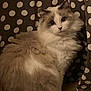 cat, fluffy, long_hair, polka_dot, curtain, indoor, pet, feline, animal, cute, white, beige, sitting, portrait, domestic, fur, whiskers, eyes, pose, soft