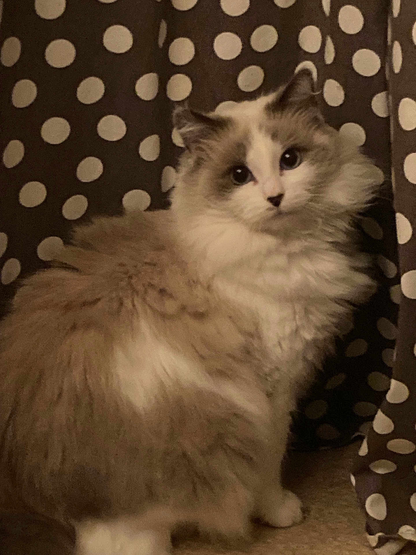 Princesse Nini participe au concours pour gagner de l'argent avec cette photo : cat, fluffy, long_hair, polka_dot, curtain, indoor, pet, feline, animal, cute, white, beige, sitting, portrait, domestic, fur, whiskers, eyes, pose, soft