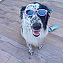 dog, sunglasses, smiling, pet, floor, wooden_floor, indoor, footwear, slides, black_and_white, happy, portrait, close_up, cute, animal, domestic_animal, furry, sitting, accessory, playful