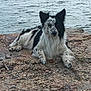 dog, black_and_white, speckled_fur, lying_down, rocky_shore, water, calm, ears_up, outdoor, nature, pet, canine, animal, fur, relaxed, daytime, lake, side_view, muzzle, paw