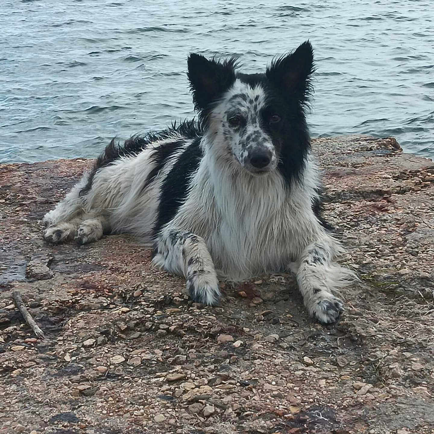 Percy a rejoint le concours — aidez-le/la à gagner de superbes lots ! animal, black_and_white, calm, canine, daytime, dog, ears_up, fur, lake, lying_down, muzzle, nature, outdoor, paw, pet, relaxed, rocky_shore, side_view, speckled_fur, water