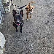 Toby is registered to the contest to win money with this photo: dog, dogs, black_dog, tan_dog, puppy, pets, leash, leashes, outdoor, driveway, pavement, building, stone_wall, siding, standing, sitting, happy, smiling, animal_portrait, smartphone_screenshot