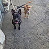 dog, dogs, black_dog, tan_dog, puppy, pets, leash, leashes, outdoor, driveway, pavement, building, stone_wall, siding, standing, sitting, happy, smiling, animal_portrait, smartphone_screenshot
