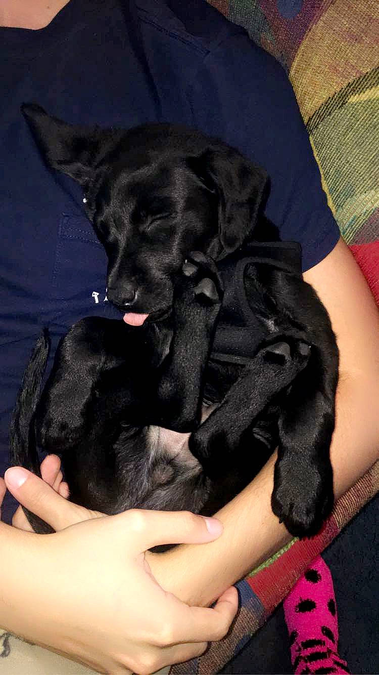 Henry is registered to the contest to win money with this photo: borador, carnivore, claw, comfort, companion_dog, dog, dog_breed, foot, fur, gesture, guard_dog, human_leg, nail, non_sporting_group, pattern, paw, sitting, toy_dog, working_animal, wrist