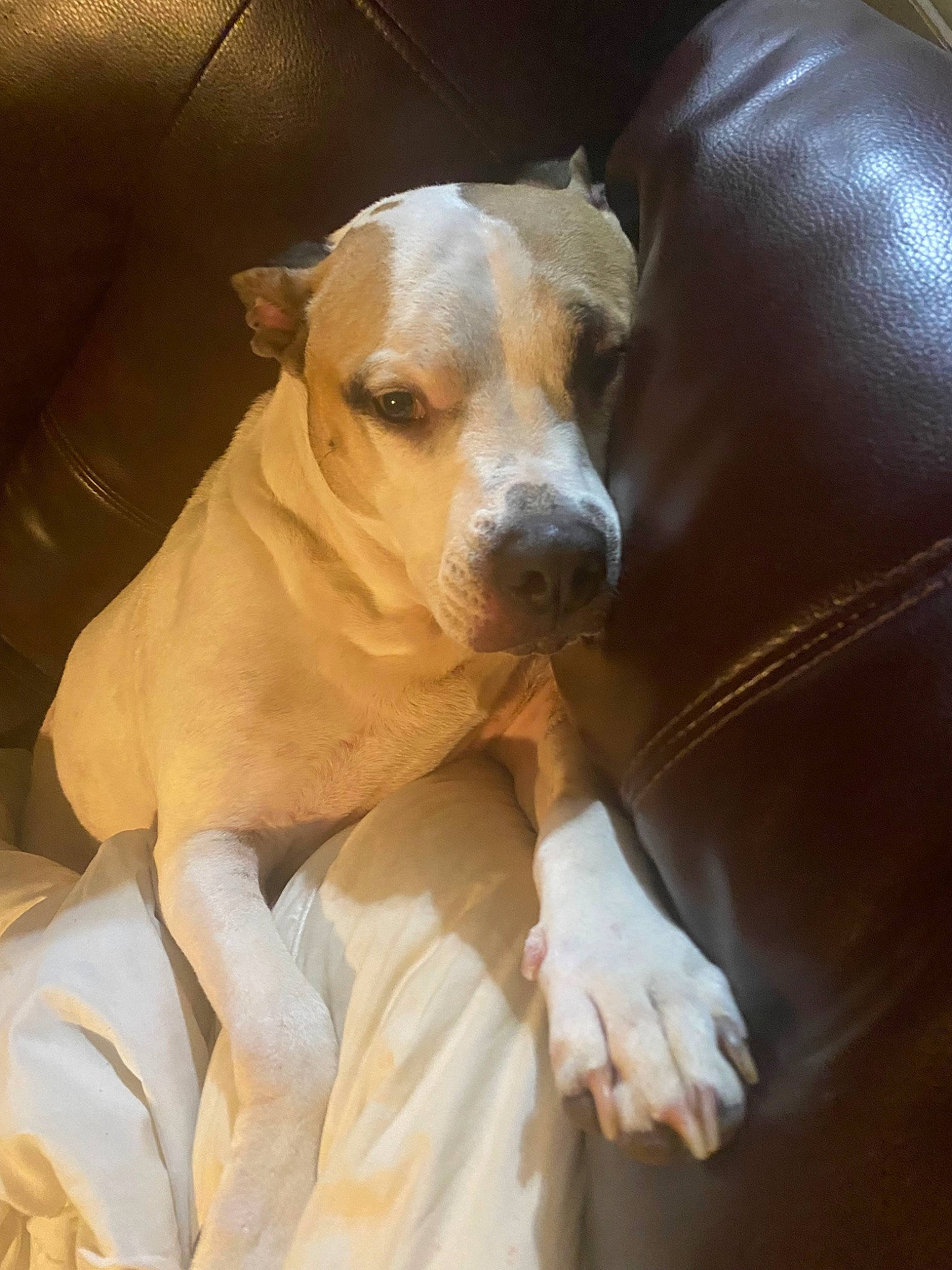 Babygirl is registered to the contest to win money with this photo: ancient_dog_breeds, canidae, carnivore, comfort, companion_dog, dog, dog_breed, ear, fawn, non_sporting_group, snout, sporting_group, whiskers, working_animal