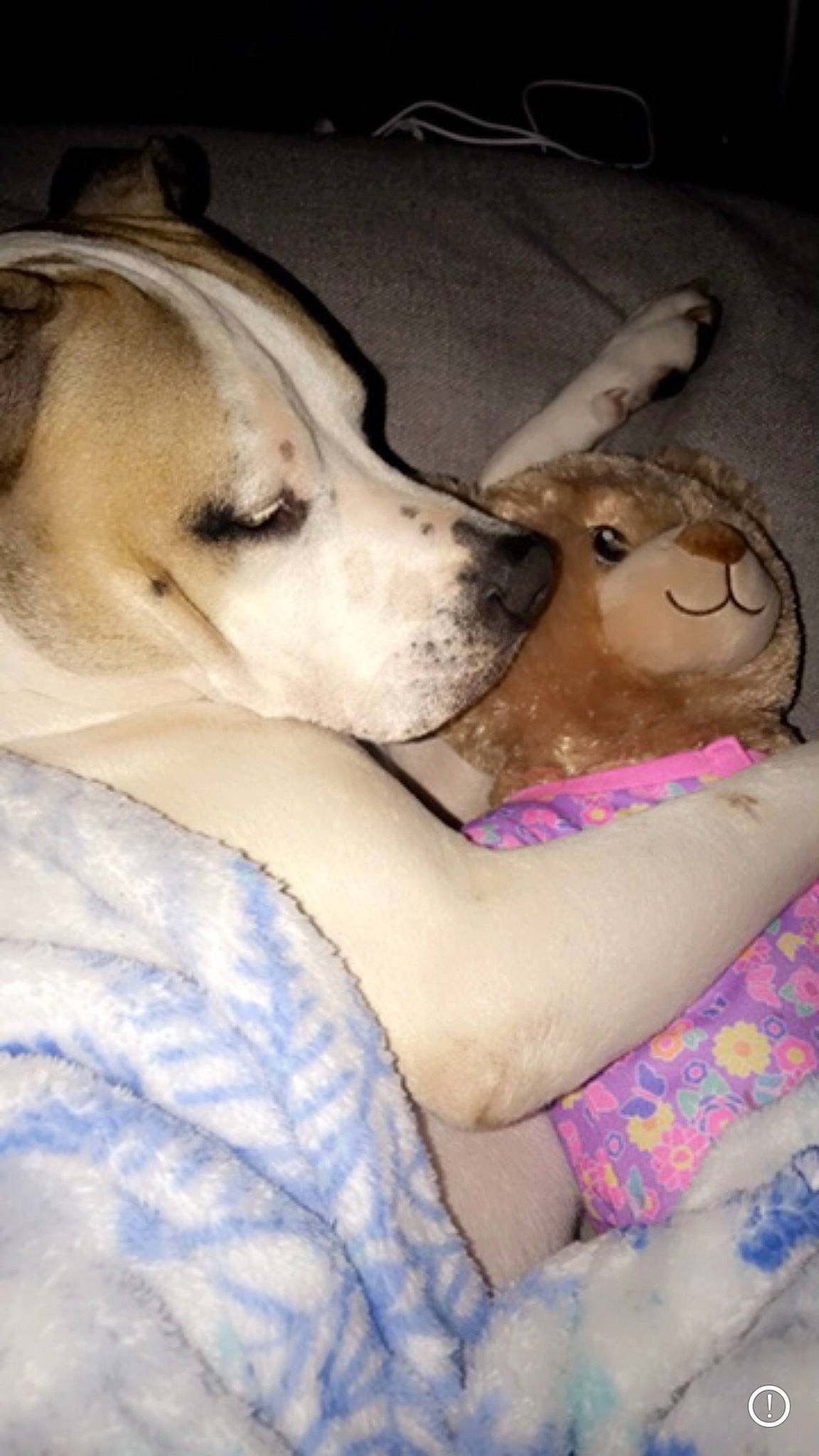 Babygirl is registered to the contest to win money with this photo: canidae, carnivore, comfort, companion_dog, dog, dog_breed, fawn, fur, happy, non_sporting_group, paw, puppy, selfie, siberian_husky, sleep, smile, snout, sporting_group, whiskers, working_dog