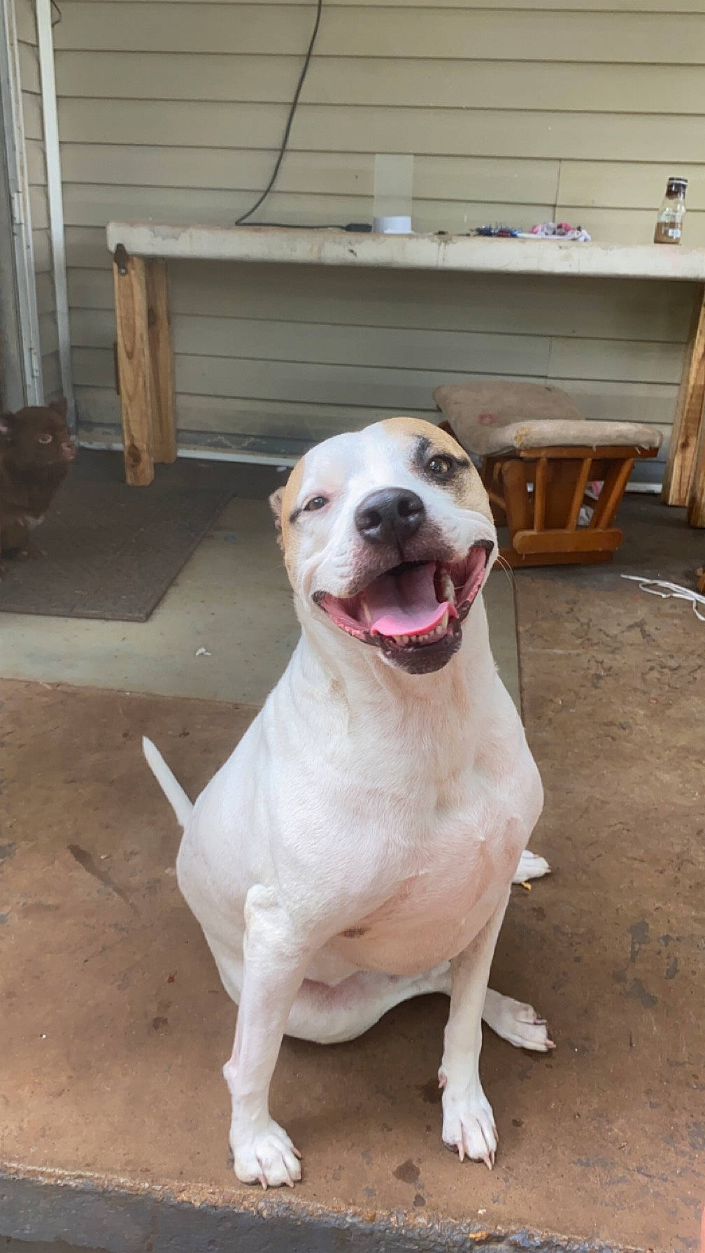 Babygirl is registered to the contest to win money with this photo: canidae, carnivore, collar, companion_dog, dog, dog_breed, dog_collar, door, fang, fawn, liver, molosser, non_sporting_group, snout, tail, terrestrial_animal, whiskers, working_animal, working_dog, wrinkle