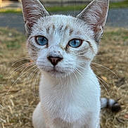 Flash a rejoint le concours — aidez-le/la à gagner de superbes lots ! kitten, cat, blue_eyes, whiskers, fur, outdoor, dry_grass, animal, pet, young_cat, close_up, curious, sitting, nature, daylight, building, background, ears, nose, portrait