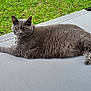 Stormie joined the competition — help win amazing prizes! cat, gray_cat, pet, animal, outdoor, grass, mat, resting, feline, fur, whiskers, ears, tail, paws, relaxed, nature, greenery, texture, daylight, looking