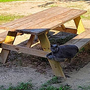 Stormie is registered to the contest to win money with this photo: cat, gray_cat, picnic_table, wooden_bench, outdoor, sunlight, shade, grass, dirt, nature, animal, pet, resting, relaxed, daytime, quiet, peaceful, bench, wood, ground