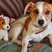 Snowy joined the competition — help win amazing prizes! dog, plush_toy, brown_and_white, pet, blanket, couch, indoor, animal, companion, relaxed, close_up, cute, domestic, fur, ears, collar, toy, home, resting, portrait
