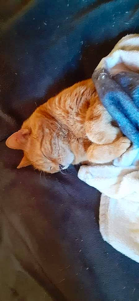 Aka participe au concours pour gagner de l'argent avec cette photo : canidae, carnivore, cat, claw, comfort, domestic_short_haired_cat, fawn, felidae, flooring, foot, fur, human_leg, leg, paw, small_to_medium_sized_cats, snout, sporting_group, tail, whiskers, wood