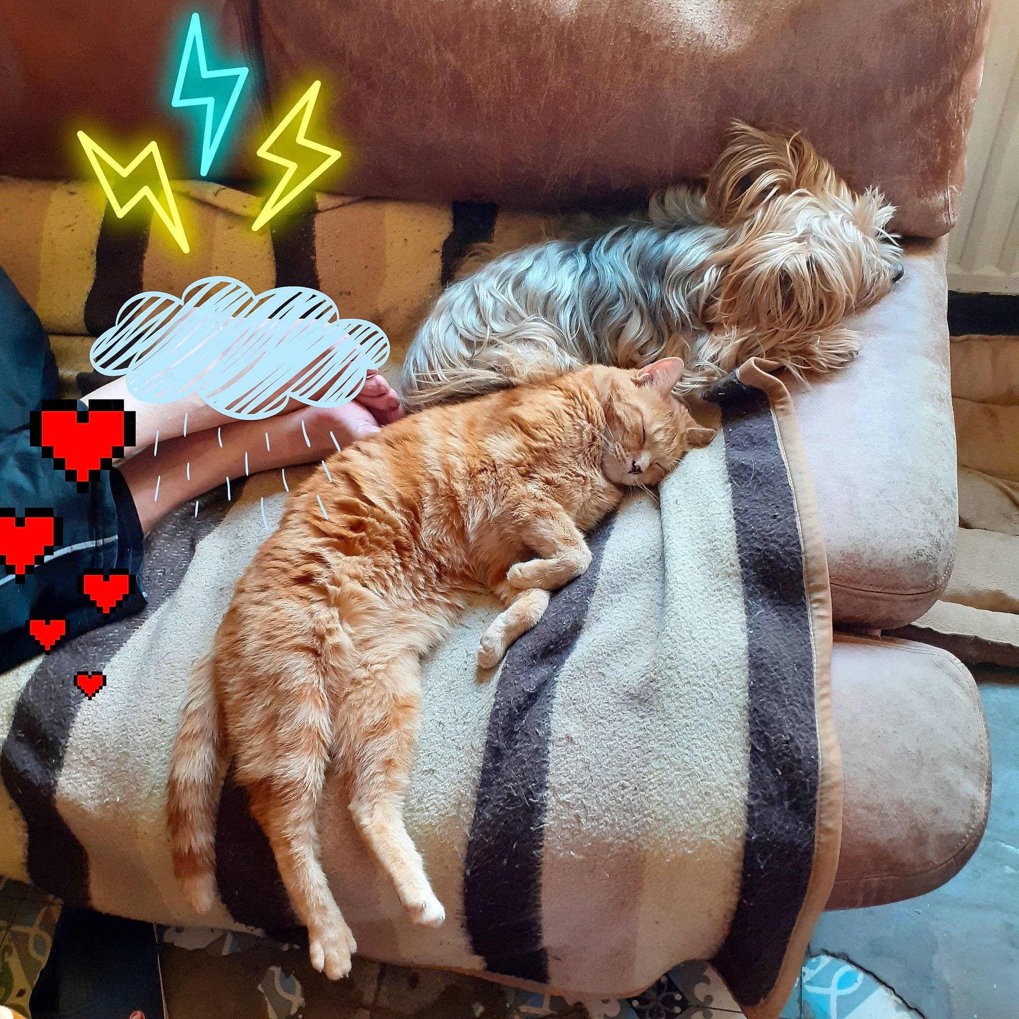 Aka a rejoint le concours — aidez-le/la à gagner de superbes lots ! carnivore, cat, comfort, companion_dog, couch, domestic_short_haired_cat, fawn, felidae, foot, fur, hat, human_leg, lap, leg, linens, small_to_medium_sized_cats, tail, textile, whiskers, wood