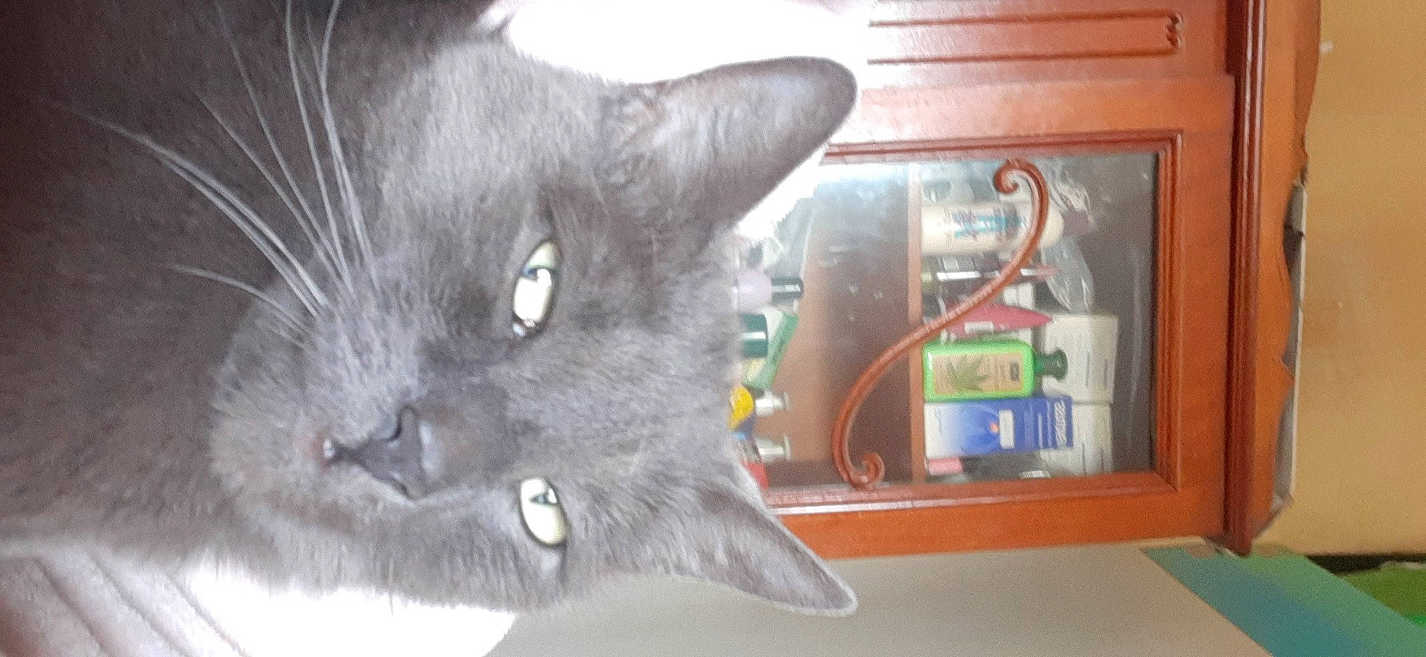 Taz participe au concours pour gagner de l'argent avec cette photo : art, black_cat, carnivore, cat, domestic_short_haired_cat, felidae, fur, grey, picture_frame, russian_blue, small_to_medium_sized_cats, snout, tail, whiskers, window