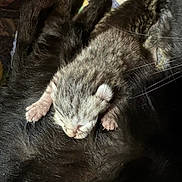 Saga a rejoint le concours — aidez-le/la à gagner de superbes lots ! animal, cat, closeup, comfort, cozy, cute, domestic_cat, feline, fur, indoor, kitten, mother_cat, newborn, paws, pet, resting, sleeping, small, snuggling, whiskers