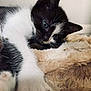 Floky participe au concours pour gagner de l'argent avec cette photo : animal, black_and_white, blanket, blue_eyes, cat, close_up, cozy, cute, feline, fur, indoor, kitten, nose, paw, pet, resting, sleepy, soft_texture, whiskers, young