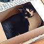 cat, black_and_white, cardboard_box, yellow_eyes, indoor, pet, feline, curious, cozy, knitted_fabric, wooden_surface, animal, resting, cute, domestic_cat, box, fur, whiskers, looking, closeup