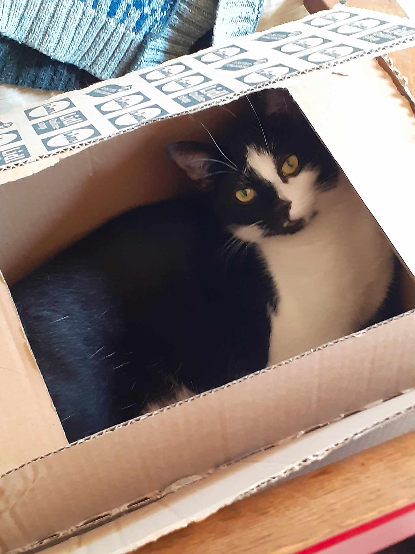 Floky participe au concours pour gagner de l'argent avec cette photo : cat, black_and_white, cardboard_box, yellow_eyes, indoor, pet, feline, curious, cozy, knitted_fabric, wooden_surface, animal, resting, cute, domestic_cat, box, fur, whiskers, looking, closeup