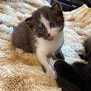 Floky participe au concours pour gagner de l'argent avec cette photo : animal, blanket, blue_eyes, cat, companion, cozy, curious, cute, domestic, feline, fluffy, fur, indoor, kitten, pet, resting, soft, tail, texture, young